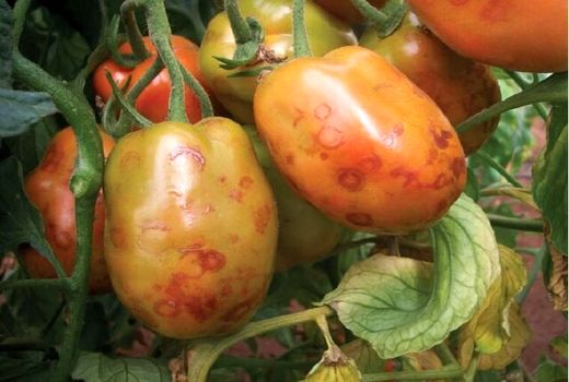 هشدار سازمان حفظ نباتات درباره بیماری چروکیدگی قهوه‌ای گوجه‌فرنگی 