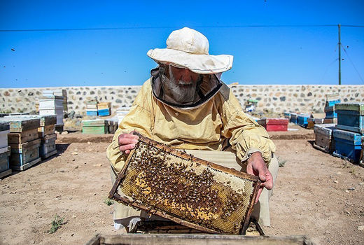 آغاز سرشماری عمومی از زنبورستانهای استان اردبیل