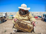 آغاز سرشماری عمومی از زنبورستانهای استان اردبیل