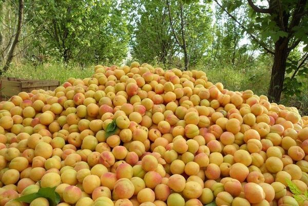 برداشت زردآلو در سیستان وبلوچستان آغاز شد