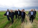 بازدید میدانی رئیس سازمان جهاد کشاورزی آذربایجان شرقی از اراضی کشاورزی و باغی دشت یکانات مرند