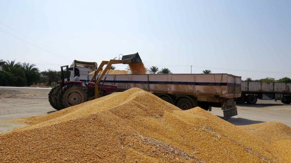 توزیع 130 تن ذرت بین دامداران مناطق سیل‌زده سیستان وبلوچستان