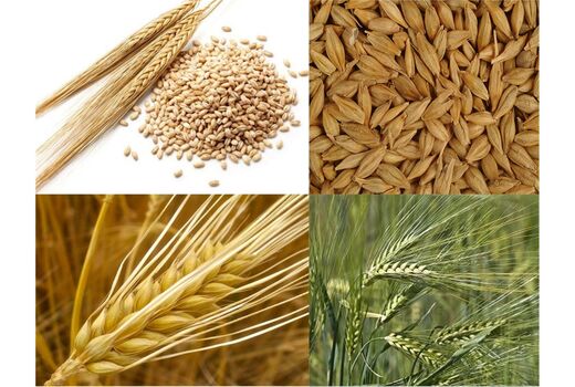 خرید تضمینی سه محصول گندم، جو و کلزا در آذربایجان غربی