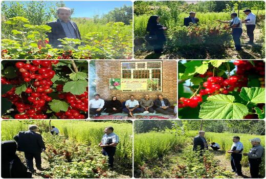 کاشت درختچه‌های دارویی قره قاط در روستای عنصرود شهرستان اسکو