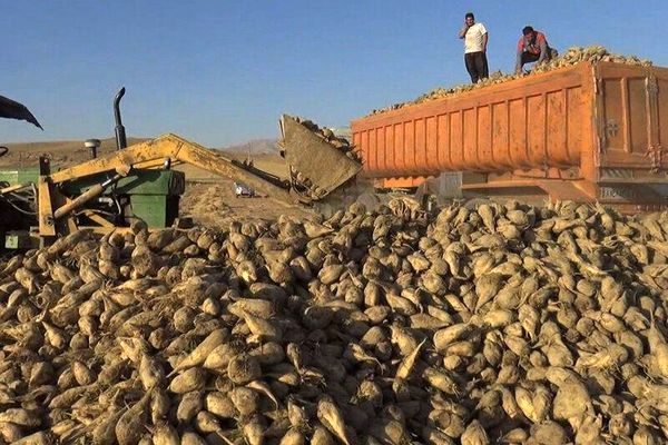 افزایش ۵۰ درصدی تولید محصول چغندر قند در چهارمحال و بختیاری
