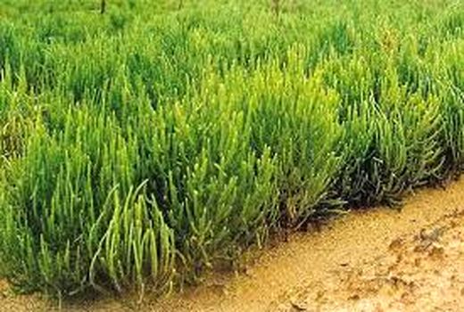 آموزش کشت گیاهان شورپسند در خرمشهر