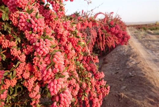 سالانه 24 تن زرشک از باغات استان کرمان برداشت می‌شود