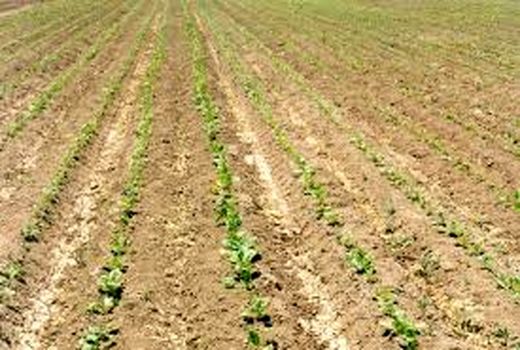 روند کشت چغندر قند در خراسان شمالی طولانی شد