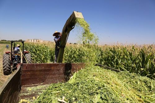برداشت ۱۹۴ تن ذرت علوفهای از اراضی کشاورزی البرز