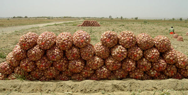 49 هزار تن پیاز در جنوب سیستان و بلوچستان برداشت شد