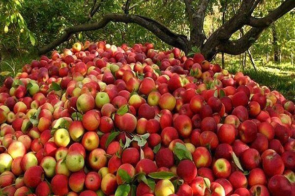 برداشت سیب - سمیرم