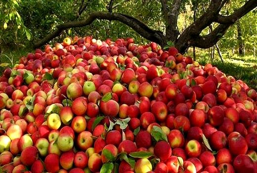 برداشت سیب - سمیرم