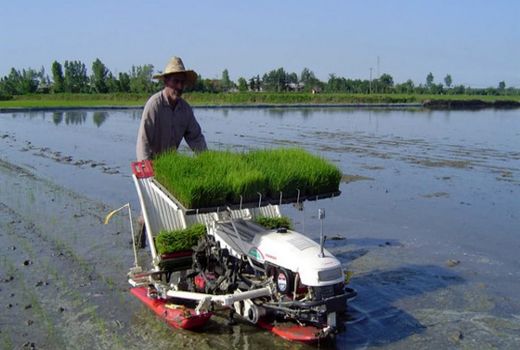 پیشگیری از ابتلای 6 میلیون عضو خانواده شالیکاران به کرونا با تامین کمباین و نشاءکار برنج