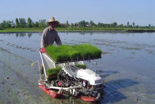 پیشگیری از ابتلای 6 میلیون عضو خانواده شالیکاران به کرونا با تامین کمباین و نشاءکار برنج