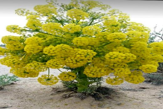 کاشت بذری آنغوز برای اولین بار در کوار 