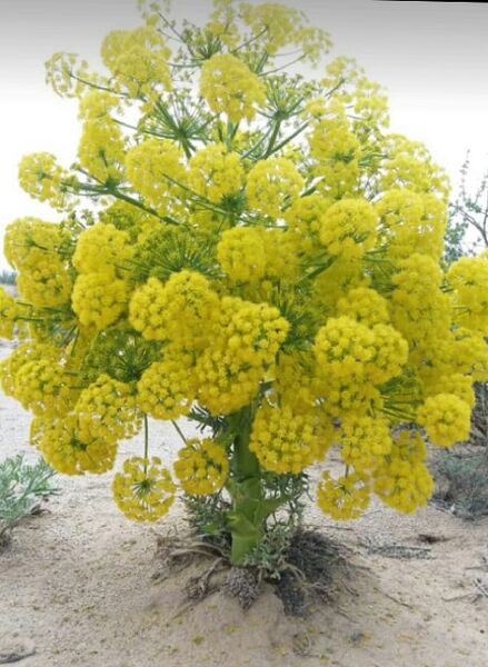 کاشت بذری آنغوز برای اولین بار در کوار 