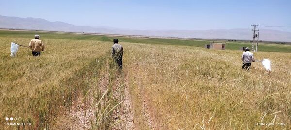تشدید رصد و پایش آفت سن غلات در مزارع اقلید