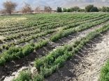 کشت گیاهان دارویی در 100هکتار از اراضی شهرستان جهرم