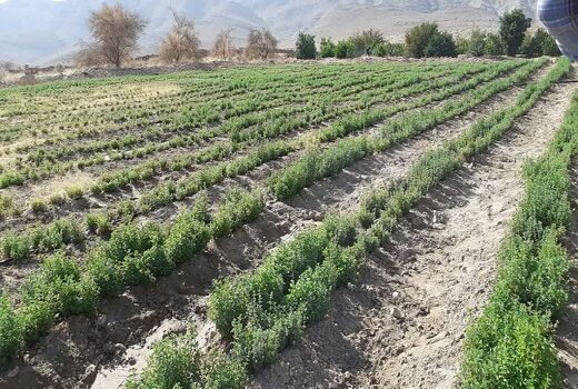 کشت گیاهان دارویی در 100هکتار از اراضی شهرستان جهرم