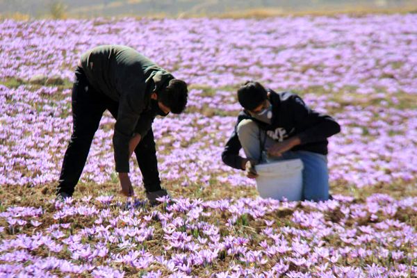 دگرگونی اشتغال چهارمحال و بختیاری با سرمایی گذاری در بخش کشاورزی