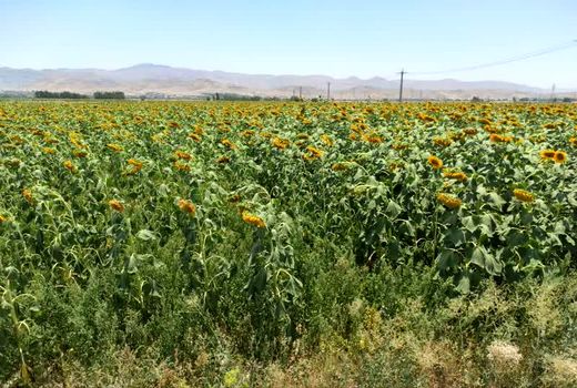 برداشت تخم آفتابگردان از چهار هکتار مزارع آغاز شد