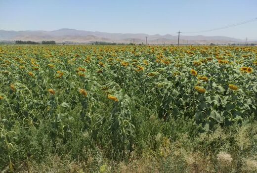 برداشت تخم آفتابگردان از چهار هکتار مزارع آغاز شد