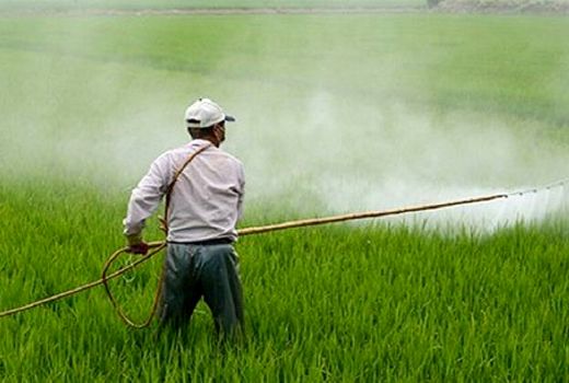 پیش‌بینی افزایش آلودگی بهاره سن گندم در مزارع شیروان