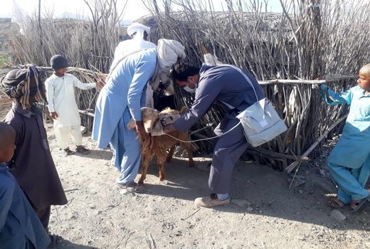 ۴ میلیون راس دام علیه بیماری ها درسیستان وبلوچستان واکسینه شدند