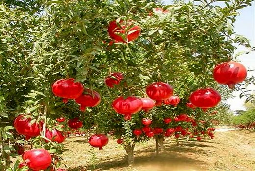 استان فارس رتبه اول تولید و سطح باغ‌های انار کشور