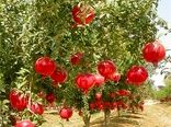 استان فارس رتبه اول تولید و سطح باغهای انار کشور