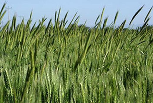 تخریب ۱۸ بنای غیر مجاز در اراضی کشاورزی شهرستان بوئین زهرا