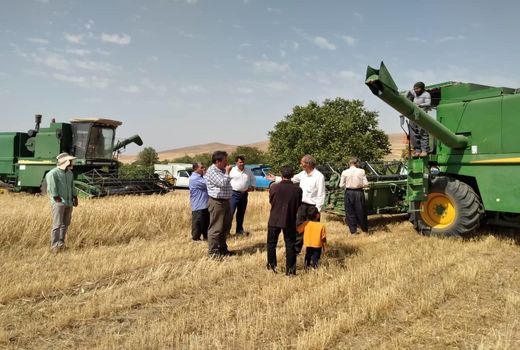 رشد هفت برابری تولید گندم در شهرستان ملکان