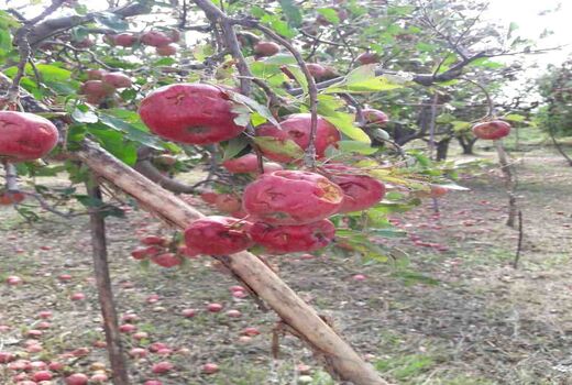 بارش تگرگ و جاری شدن سیل 2000 میلیارد ریال به اراضی کشاورزی ارومیه خسارت وارد کرد