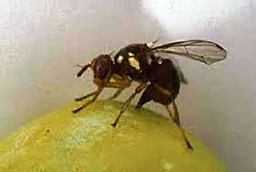 ایجاد 163 ایستگاه برای رصد آفت مگس میوه مدیترانه