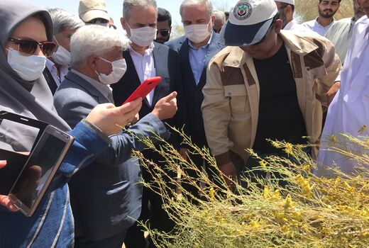 بازید وزیر جهاد کشاورزی از مناطق آلوده به ملخ