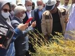 بازید وزیر جهاد کشاورزی از مناطق آلوده به ملخ