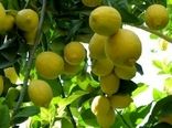آغاز برداشت در قطب بی رقیب لیموشیرین کشور