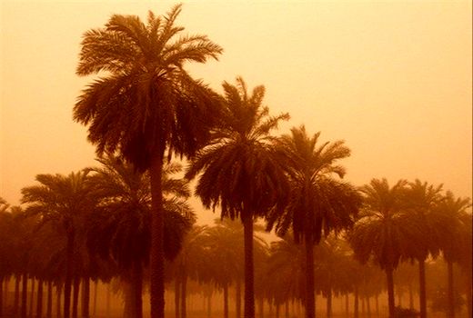 سایه پوسیدگی بر سر خرمای کشور 