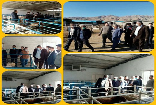 بازدید رئیس مرکز اصلاح نژاد دام کشور از دامداری اصلاح نژاد ۷۰۰۰ راسی در شهرستان جاجرم 