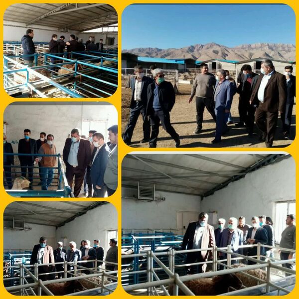بازدید رئیس مرکز اصلاح نژاد دام کشور از دامداری اصلاح نژاد ۷۰۰۰ راسی در شهرستان جاجرم 