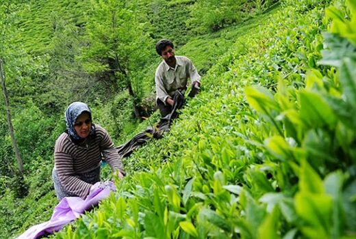 برای نخستین بار؛ سطح زیر کشت چای با تصاویر ماهواره‌ای برآورد می‌شود