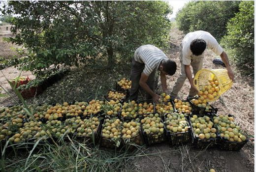 برداشت از باغ های پرتقال فسا ادامه دارد