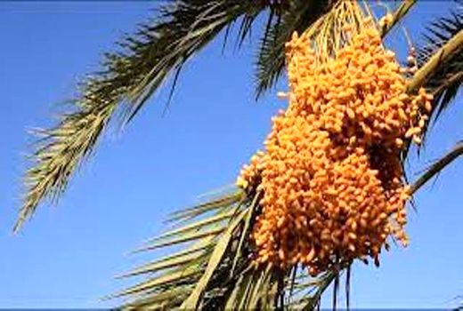 آغاز برداشت خرما از نخلستان‌های خور و بیابانک