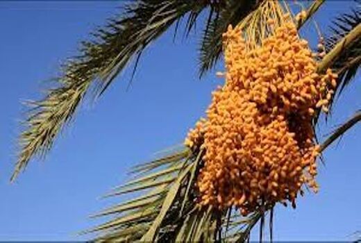 آغاز برداشت خرما از نخلستان‌های خور و بیابانک