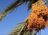 آغاز برداشت خرما از نخلستان‌های خور و بیابانک