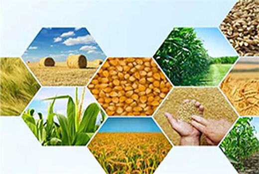 اهمیت و تاثیر امنیت غذایی در امنیت ملی 