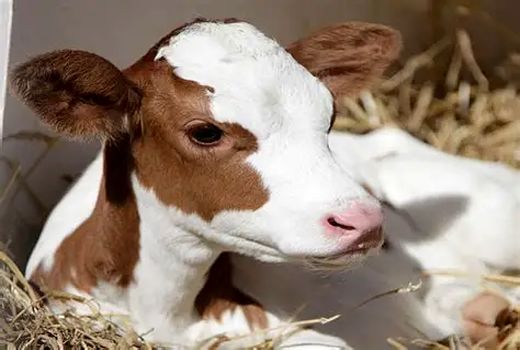 تابستان ۱۴۰۴ با ۳۷۹ هزار گوساله و ۲/۷ میلیون تن شیر گاو