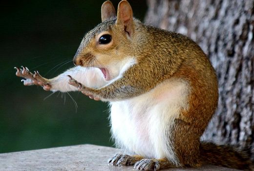 مسابقه عکاسی کمدی حیوانات‎ 