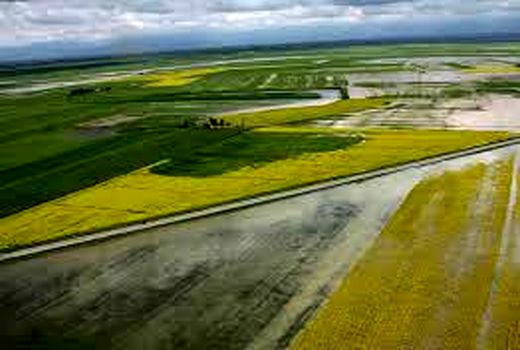 سرما به 35 درصد مزارع کلزا فاروج خسارت زد