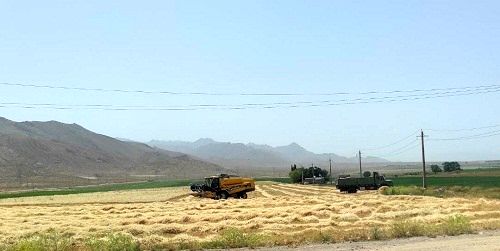 برداشت جو از مزارع اقلید آغاز شد